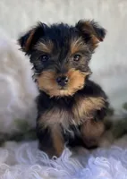 DR Pepper , a male Yorkshire Terrier for sale in Rock Stream, NY – 4 of 10