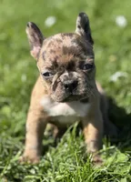 Cookie, a female Frenchton for sale in Rock Stream, NY – 3 of 10