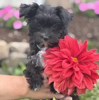Zoey, a female Morkie for sale in Rock Stream, NY – 6 of 10