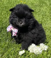 Minx, a female Pomeranian for sale in Rock Stream, NY – 8 of 8