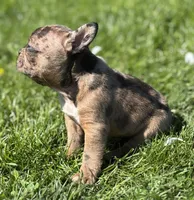 Cookie, a female Frenchton for sale in Rock Stream, NY – 8 of 10