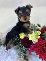DR Pepper , a male Yorkshire Terrier for sale in Rock Stream, NY – 10 of 10