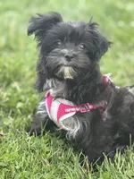 Zoey, a female Morkie for sale in Rock Stream, NY – 4 of 10