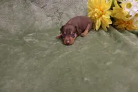 Minnie, a female Miniature Pinscher for sale in Harrisonburg, VA – 1 of 8