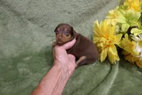 Minnie, a female Miniature Pinscher for sale in Harrisonburg, VA – 6 of 8