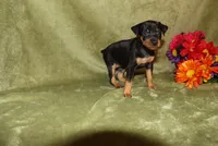 Roise, a female Miniature Pinscher for sale in Harrisonburg, VA – 6 of 8