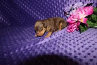 Thor, a male Miniature Pinscher for sale in Harrisonburg, VA – 2 of 6