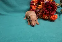 Harley, a male Miniature Pinscher for sale in Harrisonburg, VA – 7 of 7