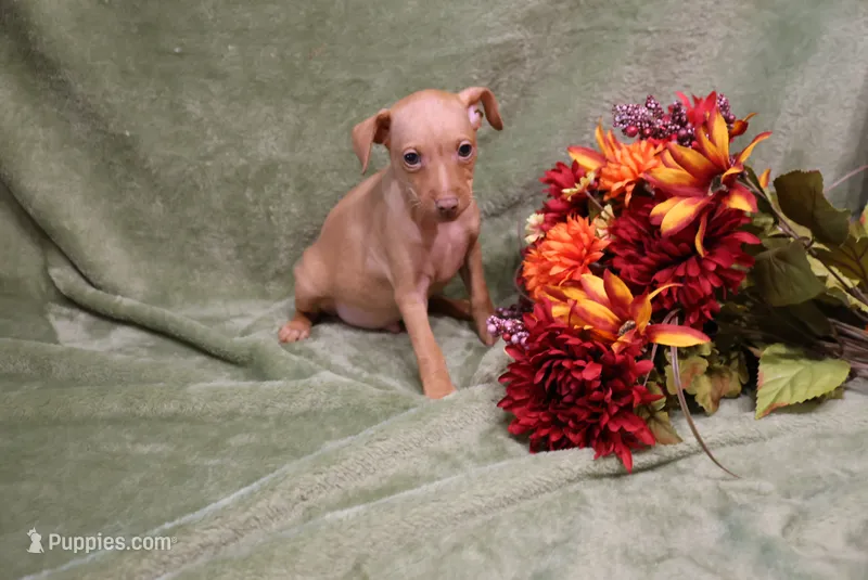 storm – Miniature Pinscher puppy for sale in Harrisonburg, VA