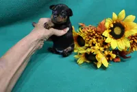 Wennie, a female Miniature Pinscher for sale in Harrisonburg, VA – 7 of 7