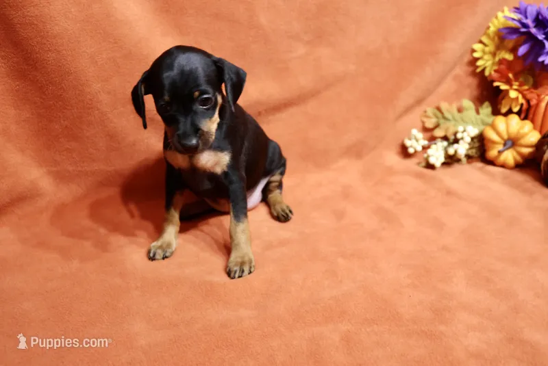 Penny – Miniature Pinscher puppy for sale in Harrisonburg, VA
