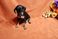 Penny, a female Miniature Pinscher for sale in Harrisonburg, VA – 1 of 7
