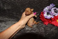 Ella, a female Miniature Pinscher for sale in Harrisonburg, VA – 4 of 8