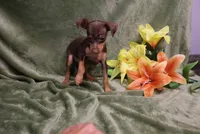 Thor, a male Miniature Pinscher for sale in Harrisonburg, VA – 5 of 8