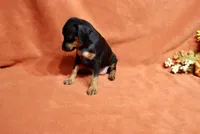 Penny, a female Miniature Pinscher for sale in Harrisonburg, VA – 6 of 7