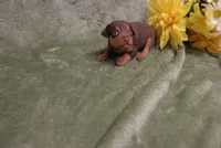 Minnie, a female Miniature Pinscher for sale in Harrisonburg, VA – 4 of 8