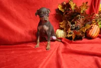 Mickey, a male Miniature Pinscher for sale in Harrisonburg, VA – 6 of 9