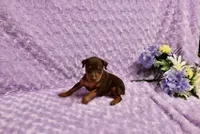 Diesel, a male Miniature Pinscher for sale in Harrisonburg, VA – 4 of 8