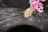 LuLu, a female Miniature Pinscher for sale in Harrisonburg, VA – 6 of 6