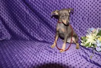 Blue Boy, a male Miniature Pinscher for sale in Harrisonburg, VA – 2 of 8