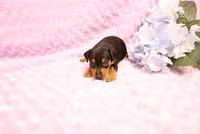 Muffin, a female Miniature Pinscher for sale in Harrisonburg, VA – 7 of 7