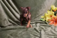 Thor, a male Miniature Pinscher for sale in Harrisonburg, VA – 2 of 8
