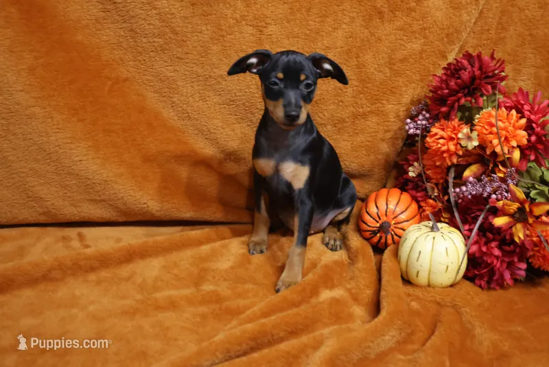 Muffin – Miniature Pinscher puppy for sale in Harrisonburg, VA