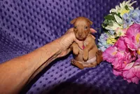 Ella, a female Miniature Pinscher for sale in Harrisonburg, VA – 5 of 8