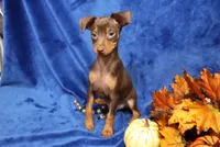 Taco, a male Miniature Pinscher for sale in Harrisonburg, VA – 4 of 7