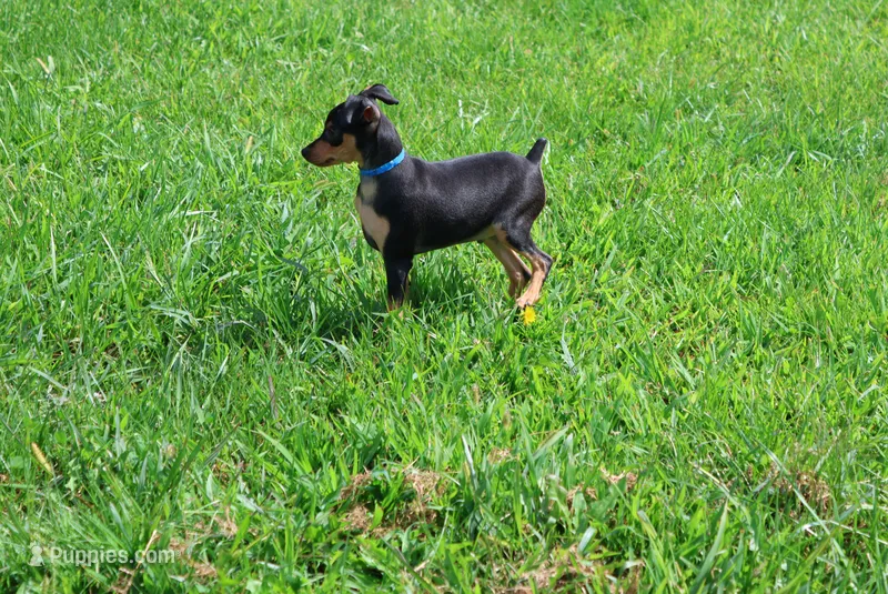 Jack – Miniature Pinscher puppy for sale in Harrisonburg, VA