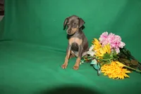 Allie, a female Miniature Pinscher for sale in Harrisonburg, VA – 4 of 9