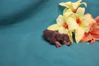 Reeses, a female Miniature Pinscher for sale in Harrisonburg, VA – 3 of 7