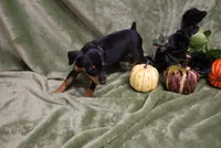 Mable, a female Miniature Pinscher for sale in Harrisonburg, VA – 7 of 9