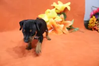 Bean, a male Miniature Pinscher for sale in Harrisonburg, VA – 2 of 8