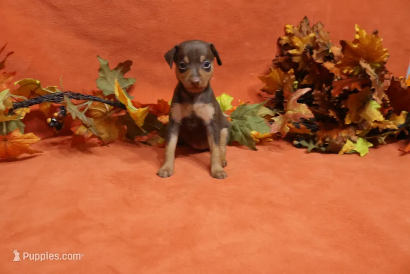 Minnie – Miniature Pinscher puppy for sale in Harrisonburg, VA