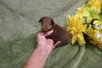 Minnie, a female Miniature Pinscher for sale in Harrisonburg, VA – 3 of 8