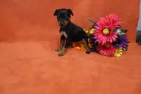 Bebe, a female Miniature Pinscher for sale in Harrisonburg, VA – 5 of 8