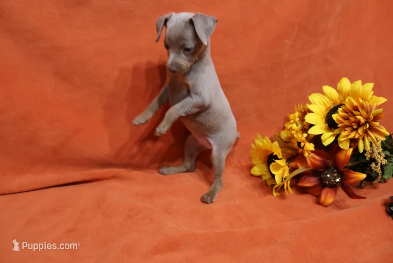 Cali – Miniature Pinscher puppy for sale in Harrisonburg, VA