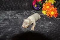 Dolly, a female Miniature Pinscher for sale in Harrisonburg, VA – 5 of 6