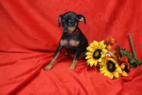Daisy, a female Miniature Pinscher for sale in Harrisonburg, VA – 2 of 7