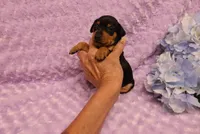 Muffin, a female Miniature Pinscher for sale in Harrisonburg, VA – 2 of 7