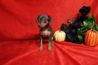 Reeses, a female Miniature Pinscher for sale in Harrisonburg, VA – 5 of 8