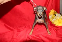 --Blue Boy, a male Miniature Pinscher for sale in Harrisonburg, VA – 4 of 7
