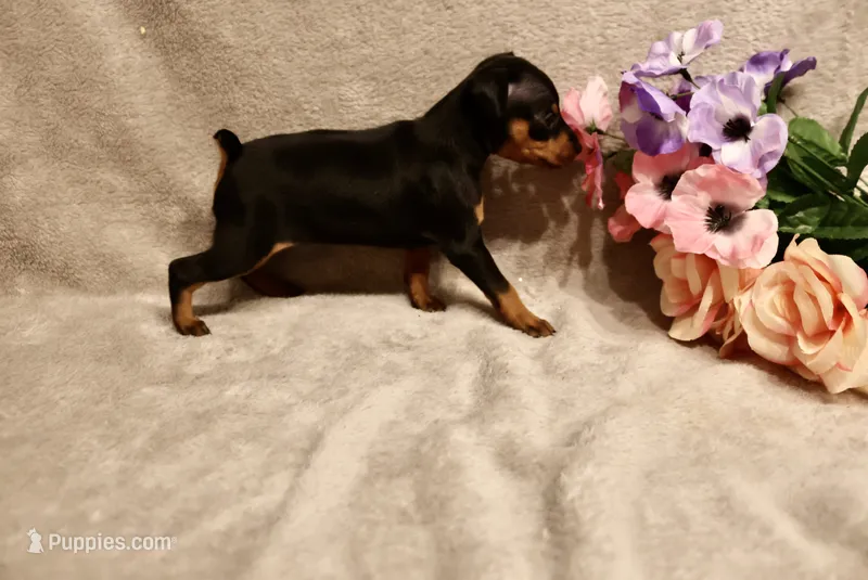 Wennie – Miniature Pinscher puppy for sale in Harrisonburg, VA
