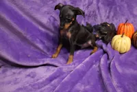 Duke, a male Miniature Pinscher for sale in Harrisonburg, VA – 4 of 8