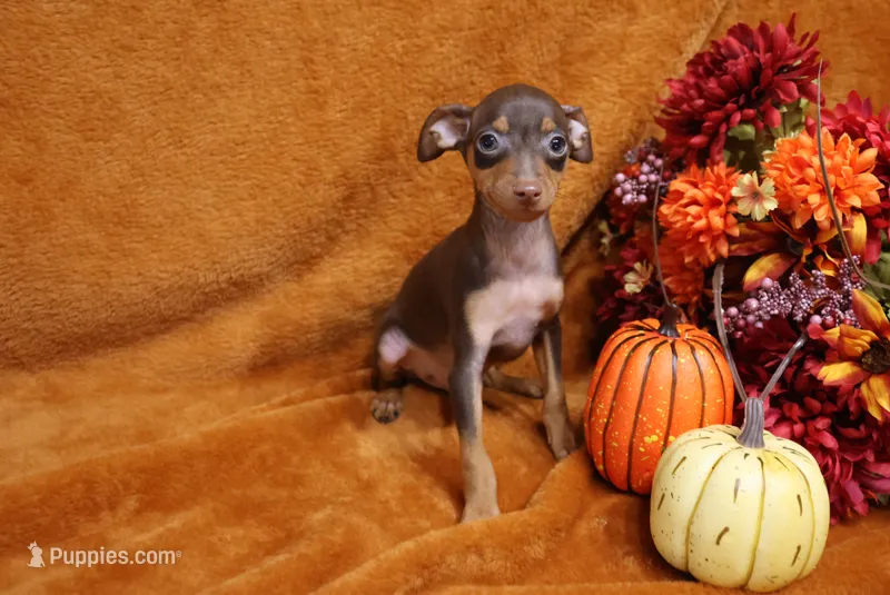 Mack – Miniature Pinscher puppy for sale in Harrisonburg, VA