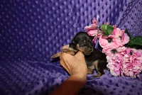Angel, a female Miniature Pinscher for sale in Harrisonburg, VA – 3 of 7
