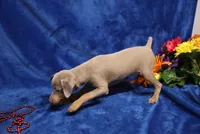 Cali, a female Miniature Pinscher for sale in Harrisonburg, VA – 2 of 8