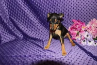 Benny, a male Miniature Pinscher for sale in Harrisonburg, VA – 2 of 7