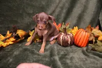 Raisin, a female Miniature Pinscher for sale in Harrisonburg, VA – 6 of 8